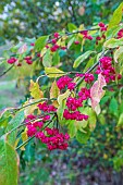 Spindle Tree (Euonymus europaeus) in fruit in autumn, Pas de Calais, France