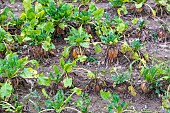 Fodder beet in a field for cattle feed, autumn, Pas de Calais, France