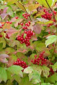 European cranberrybush (Viburnum opulus) in fruits in autumn, Somme, France