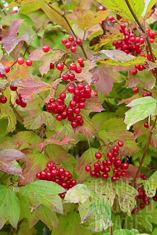 European_cranberrybush_Viburnum_opulus_in_fruits_in_autumn_Somme_France