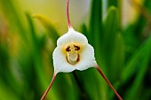 Clown dracula (Dracula lotax), Remarkable flower, Jean-Marie Pelt botanical garden, Nancy, Lorraine, France