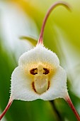 Clown dracula (Dracula lotax), Remarkable flower, Jean-Marie Pelt botanical garden, Nancy, Lorraine, France