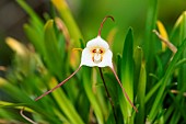 Clown dracula (Dracula lotax), Remarkable flower, Jean-Marie Pelt botanical garden, Nancy, Lorraine, France