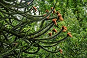 Monkeypuzzle tree (Araucaria araucana) cones, native to Chile and SW Argentina, Jean-Marie Pelt Botanical Garden, Nancy, Lorraine, France