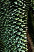 Branches with spiny leaves of Monkeypuzzle tree (Araucaria araucana) native to Chile and SW Argentina, Jean-Marie Pelt Botanical Garden, Nancy, Lorraine, France