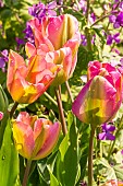 Viridiflora Tulip Groenland, flowers