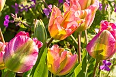 Viridiflora Tulip Groenland, flowers
