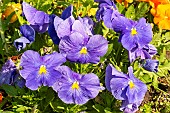 Pansy (Viola wittrockiana) Macule lilac, flowers