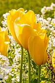 Single Late Tulip Big Smile