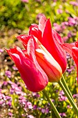 Llily-flowered tulip Maytime flowers