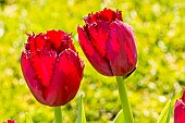 Fringed Tulip Louvre, flowers