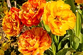 Double Late Tulip Georgette flowers