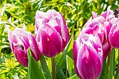 Triumph Tulip Synaeda Blue, flowers