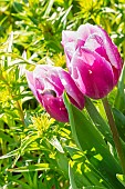 Triumph Tulip Synaeda Blue, flowers