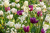 Tulipa Triumph Creme Flag, Tulipa Triumph Purple Lady, Lunaria annua Alba, Bellis perennis Super Pompon Blanc