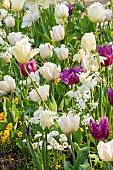 Tulipa Triumph Creme Flag, Tulipa Triumph Purple Lady, Lunaria annua Alba, Bellis perennis Super Pompon Blanc