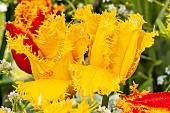 Fringed tulip Hamilton