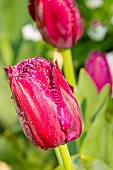 Fringed Tulip Louvre, flowers