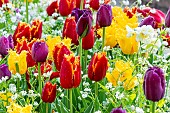 Fringed tulip Labrador, Fringed tulip Hamilton, Fringed tulip Joint Division, Myosotis Victoria