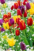 Fringed tulip Labrador, Fringed tulip Hamilton, Fringed tulip Joint Division, Myosotis Victoria