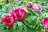 Japanese tree peony (Paeonia suffruticosa) Asahi-Minato, flowers