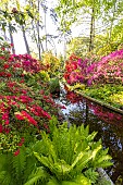 Rhododendron Philinte, Rhododendron Addy Wery, Rhododendron Maxwellii, Matteucia struthiopteris, Parc Floral de Vincennes, Paris, France
