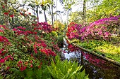 Rhododendron Philinte, Rhododendron Addy Wery, Rhododendron Maxwellii, Matteucia struthiopteris, Parc Floral de Vincennes, Paris, France