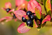 Japanese honeysuckle (Lonicera japonica) fruits, Bouches-du-Rhone, France