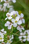 White rocket (Diplotaxis erucoides), Bouches-du-Rhone, France