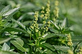 Annual mercury (Mercurialis annua), Gard, France