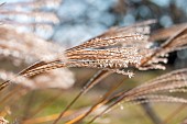 Eulalia (Miscanthus sinensis) flowers in november, Gard, France