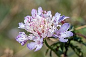 Sweet scabious (Scabiosa atropurpurea), autumn flower, Gard, France