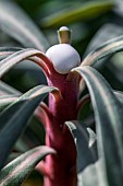 Drop of milky sap from Mediterranean spurge (Euphorbia characias), Gard, France