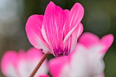 Variegated cyclamen