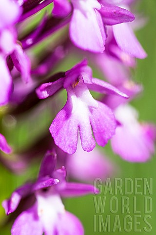 Pyramidal_orchid_Anacamptis_pyramidalis_flowers_BouchesduRhne_France
