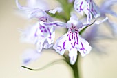 Common spotted Orchid (Dactylorhiza fuchsii) flowers, France