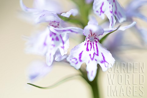 Common_spotted_Orchid_Dactylorhiza_fuchsii_flowers_France