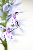 Ant on Common spotted Orchid (Dactylorhiza fuchsii) flowers, France