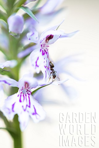 Ant_on_Common_spotted_Orchid_Dactylorhiza_fuchsii_flowers_France