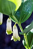 Solomons seal (Polygonatum multiflorum) flowers, France