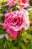 Japanese tree peony (Paeonia suffruticosa) Shikowden, flower