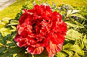 Japanese tree peony (Paeonia suffruticosa) Shugyo-kuden, flower