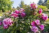 Japanese tree peony (Paeonia suffruticosa) Shikowden, in bloom