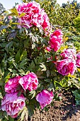 Japanese tree peony (Paeonia suffruticosa) Shikowden, in bloom