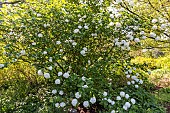 Wayfaring Tree (Viburnum lantana) in bloom