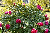 Japanese tree peony (Paeonia suffruticosa) Shimatsubeni, in bloom