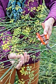 Woman cutting perennial fennel stalks in autumn.