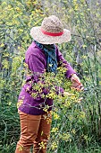 Woman cutting perennial fennel stalks in autumn.