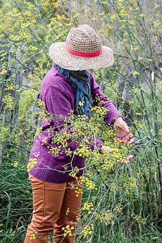 Woman_cutting_perennial_fennel_stalks_in_autumn