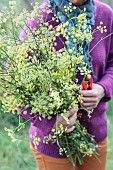 Woman cutting perennial fennel stalks in autumn.